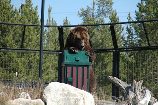 Bear trying to get into bear-proof trash can.